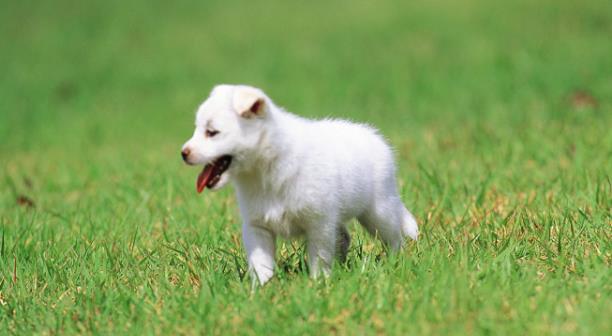 消毒濕巾可以清潔寵物嗎？